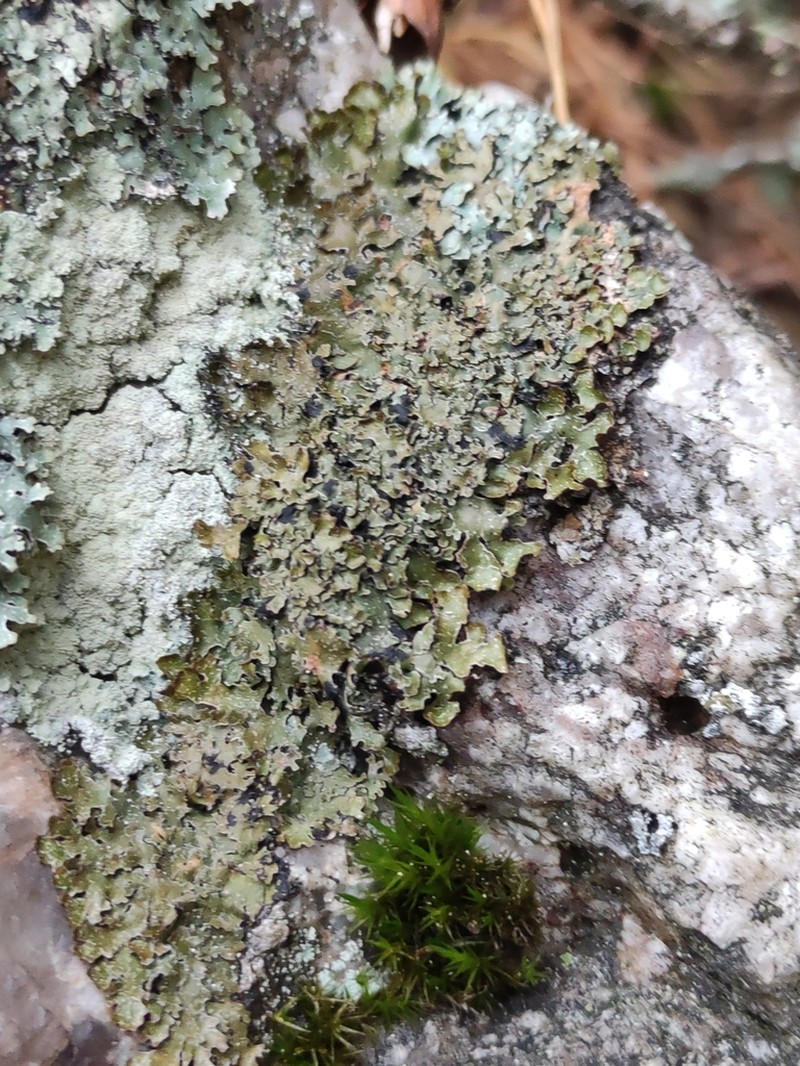 Homostegia piggotii