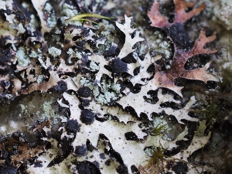 Homostegia piggotii photo 2