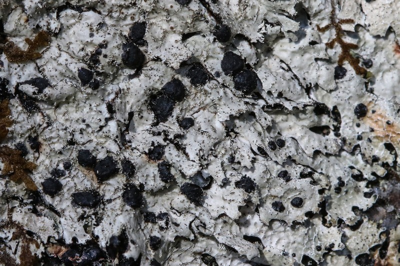 Homostegia piggotii photo 3