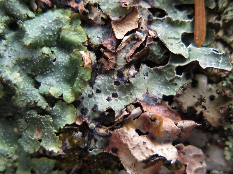 Homostegia piggotii photo 6