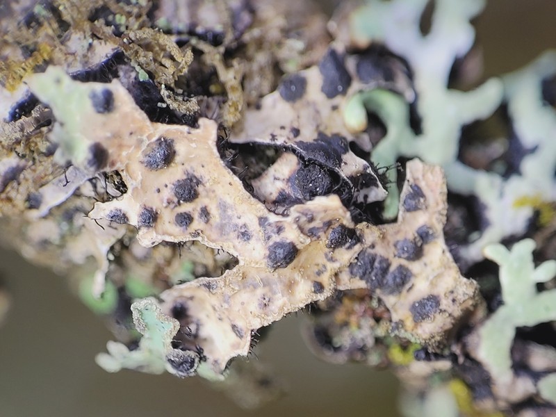 Homostegia piggotii photo 7