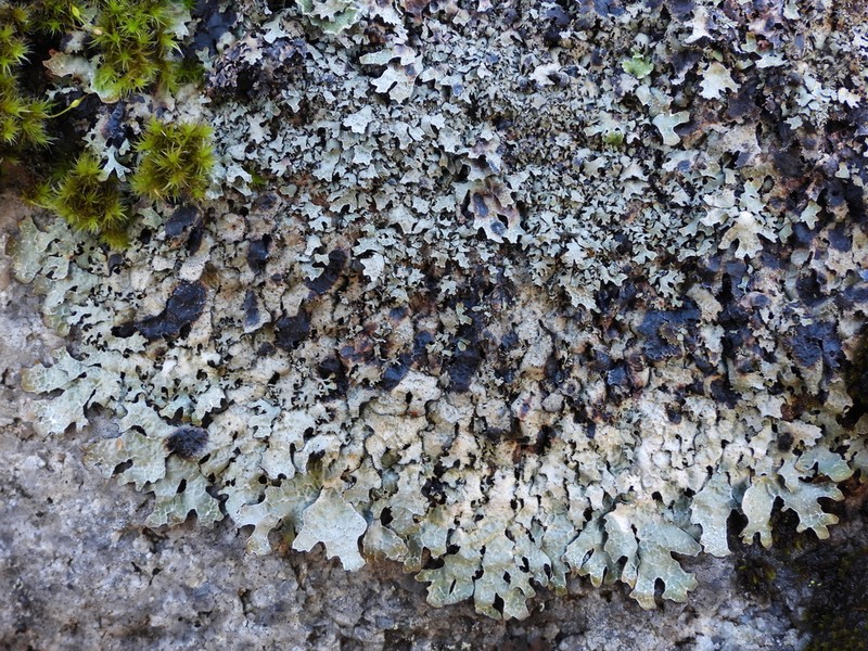 Homostegia piggotii photo 8