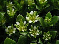 Seaside Sandplant