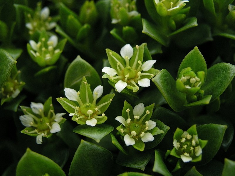 Seaside Sandplant