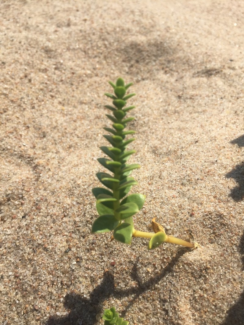 Seaside Sandplant photo 2