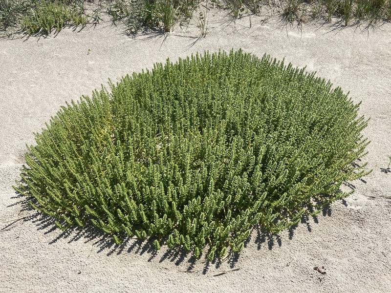 Seaside Sandplant photo 3