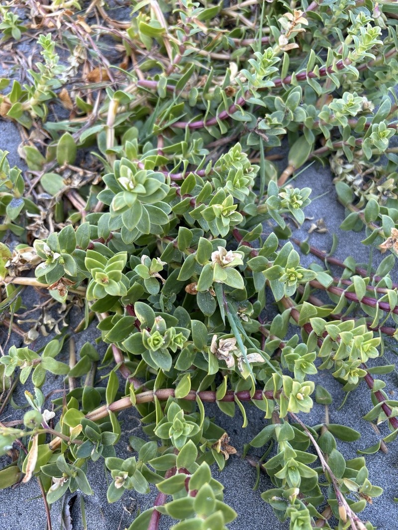 Seaside Sandplant photo 4