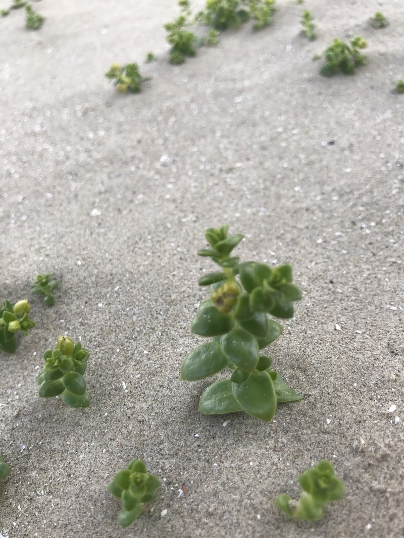 Seaside Sandplant photo 5
