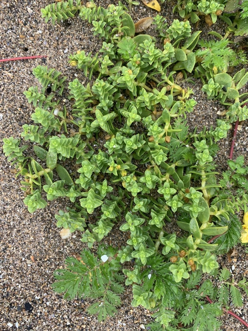Seaside Sandplant photo 6