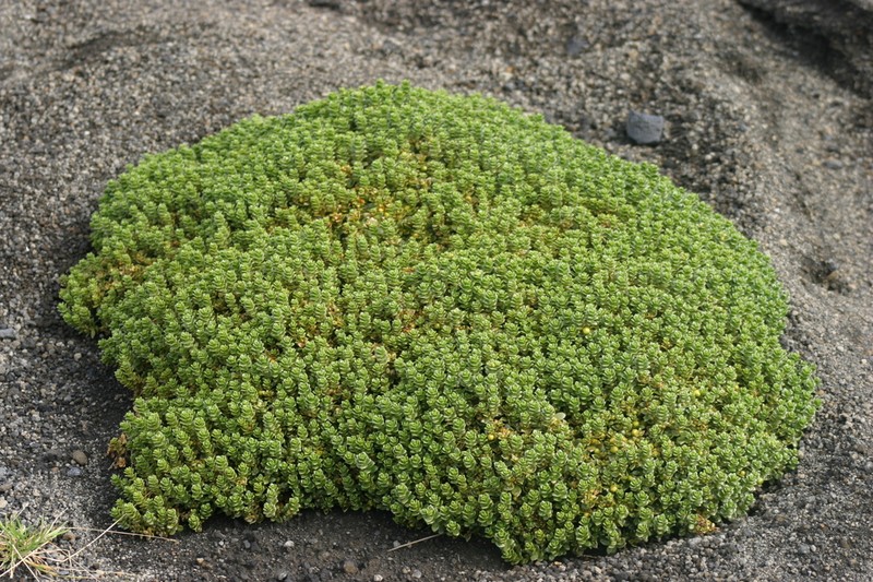 Seaside Sandplant photo 7
