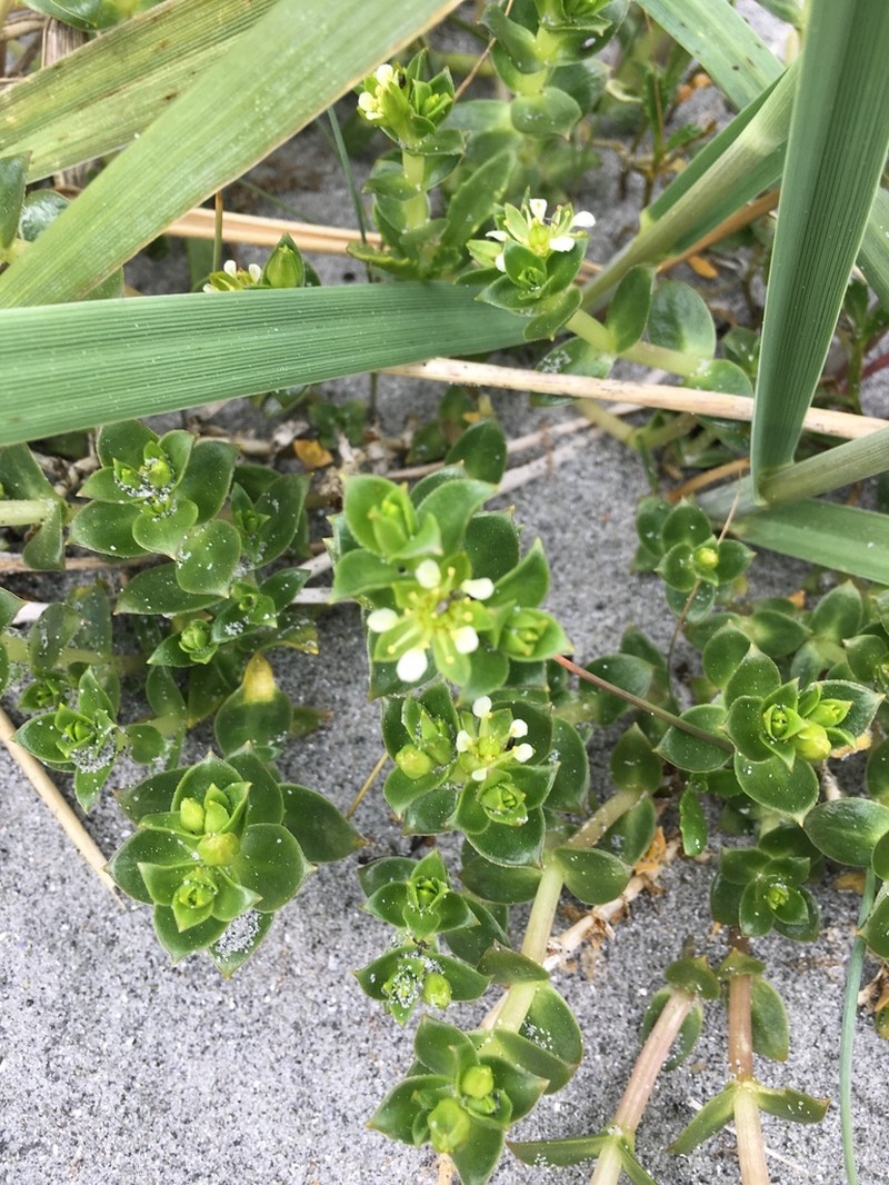 Seaside Sandplant photo 8