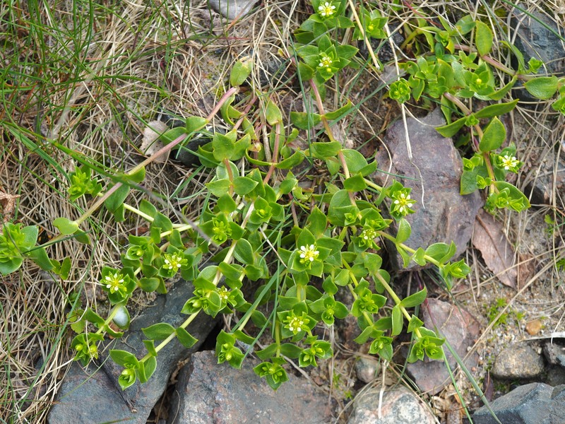 Honckenya peploides subsp. diffusa photo 2