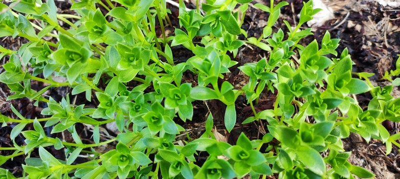 Honckenya peploides subsp. diffusa photo 3
