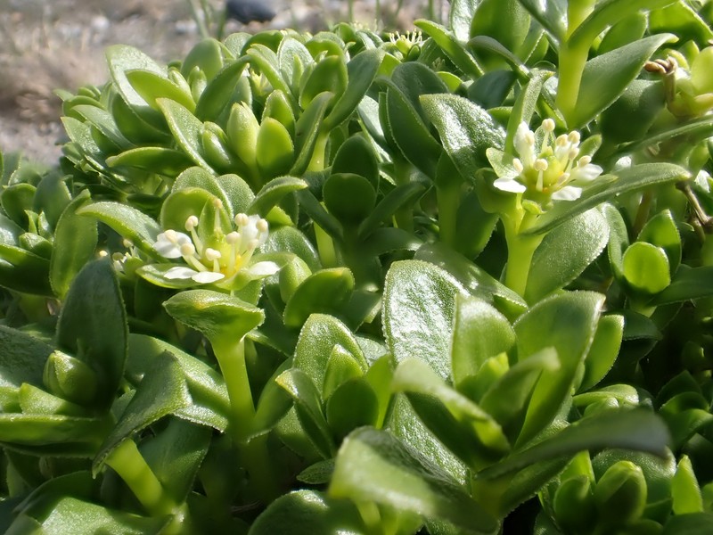 Honckenya peploides subsp. diffusa photo 4