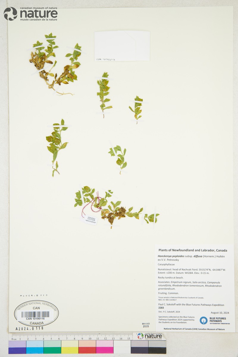 Honckenya peploides subsp. diffusa photo 5