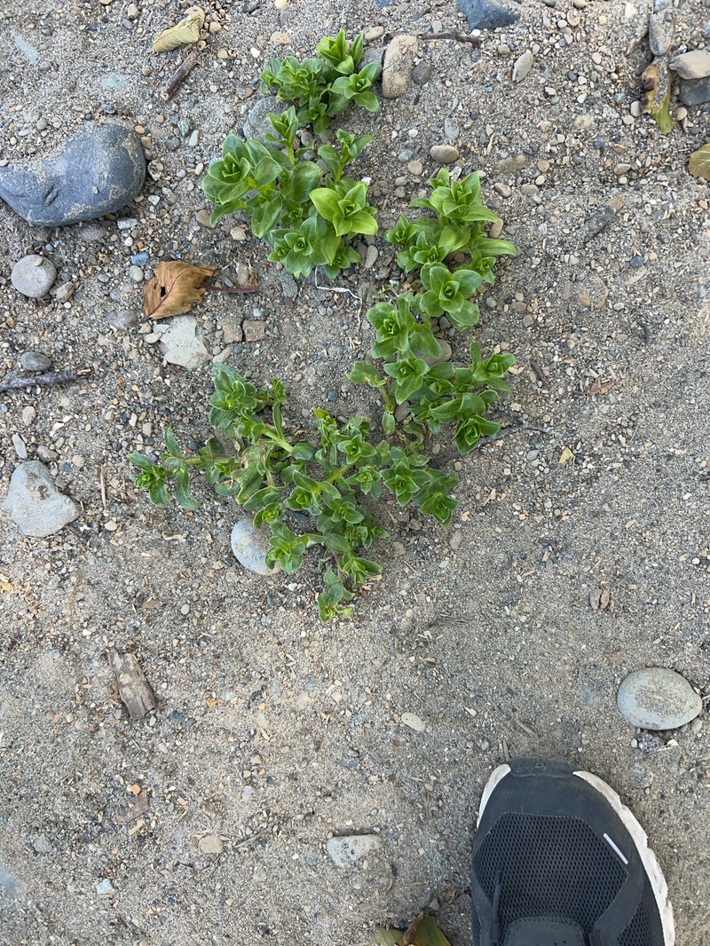 Honckenya peploides subsp. major photo 2
