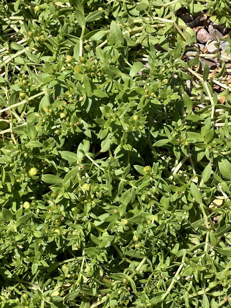 Honckenya peploides subsp. major photo 3