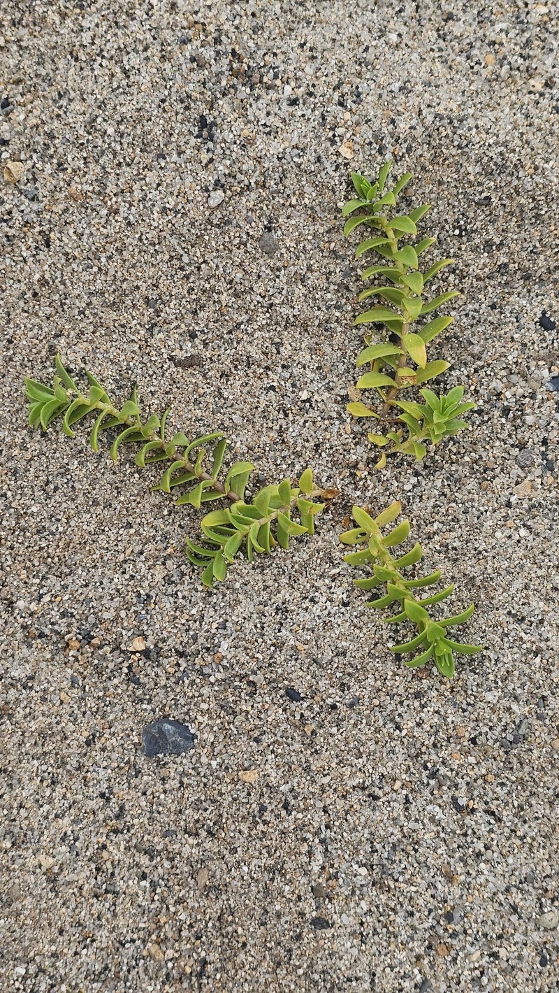 Honckenya peploides subsp. major photo 4