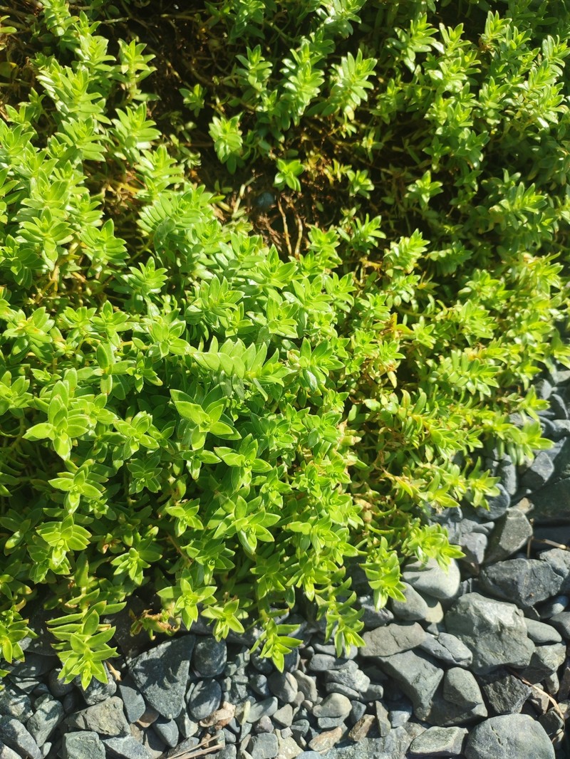 Honckenya peploides subsp. major photo 5
