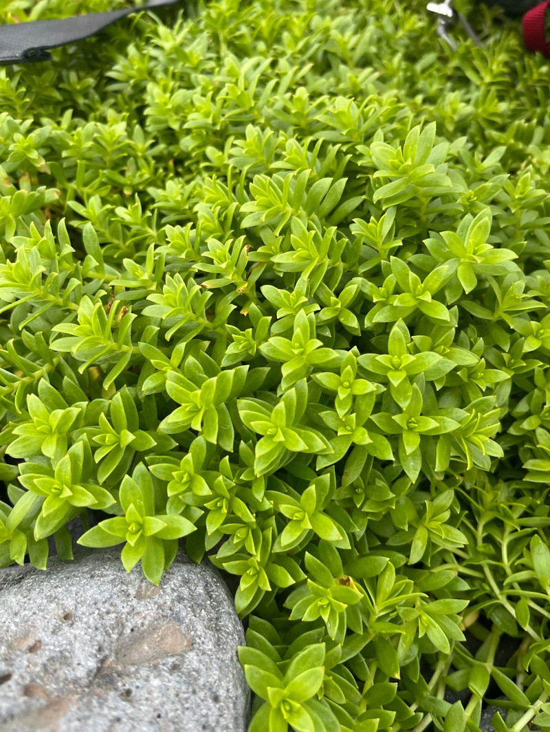 Honckenya peploides subsp. major photo 6