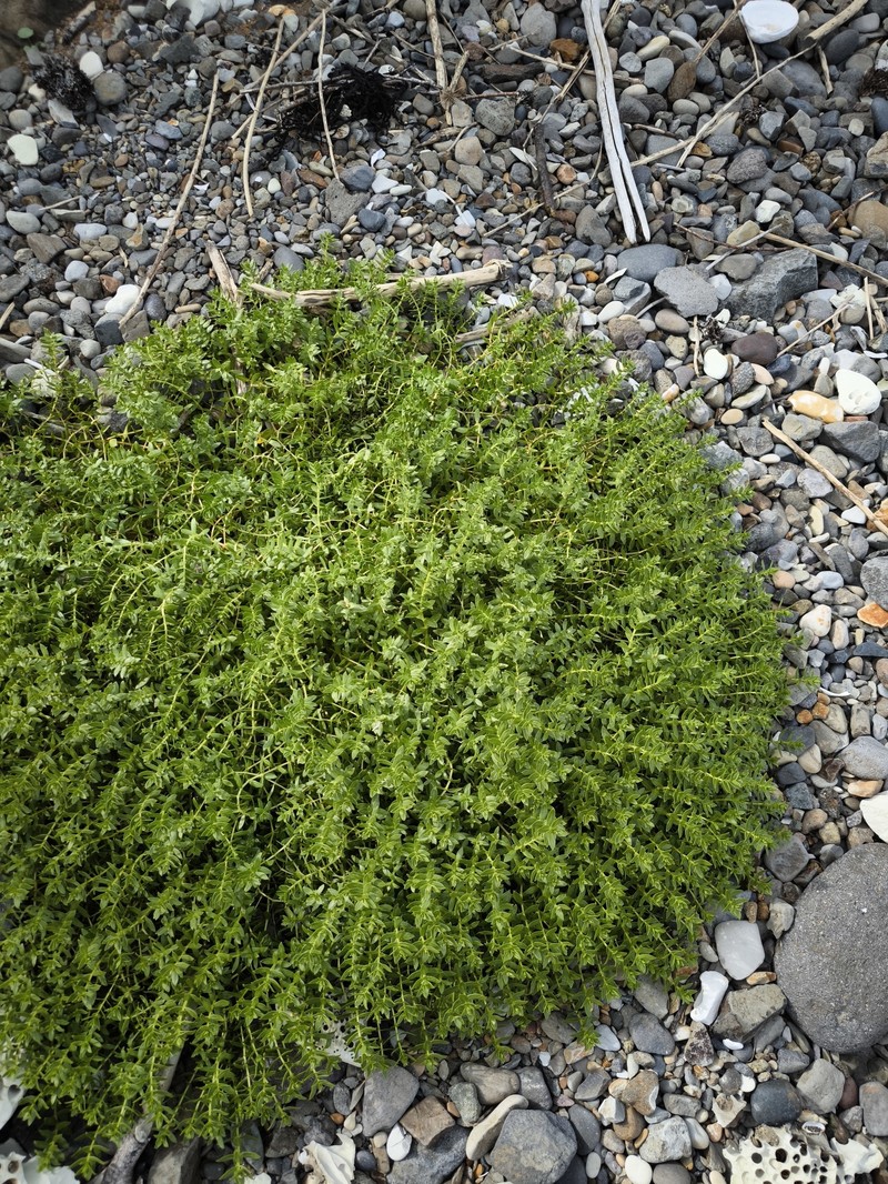 Honckenya peploides subsp. major photo 7