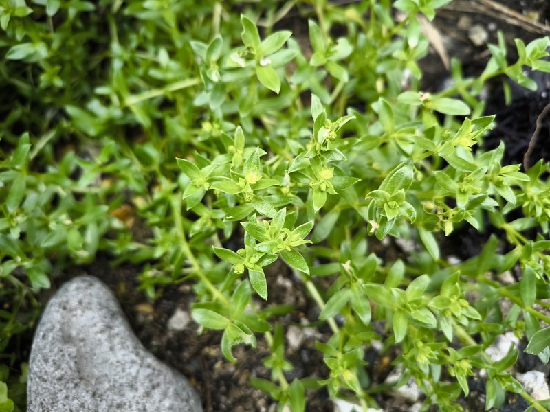 Honckenya peploides subsp. major photo 8