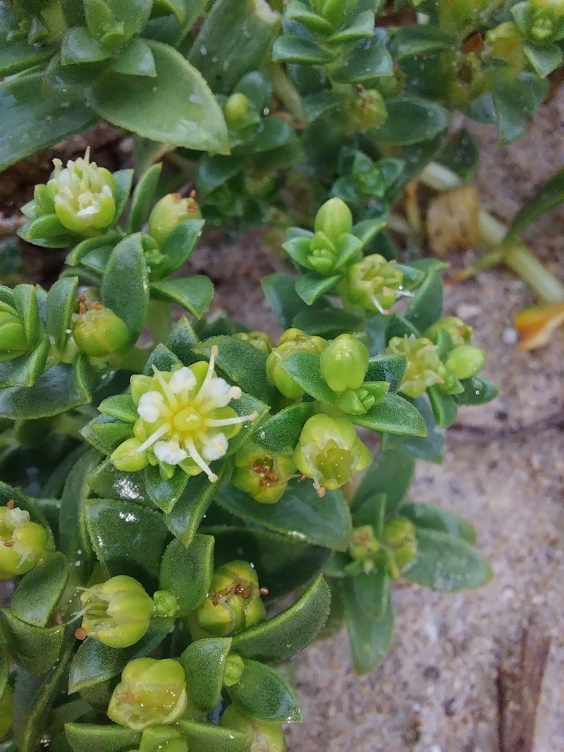 Honckenya peploides subsp. peploides