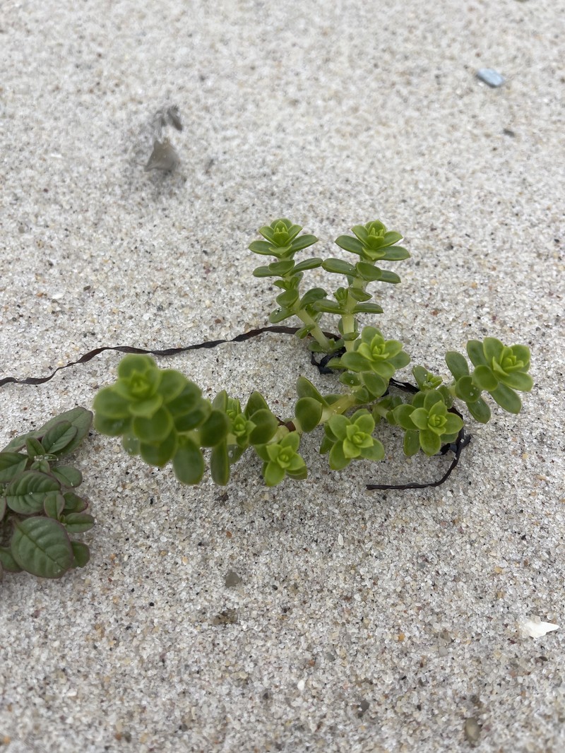 Honckenya peploides subsp. robusta