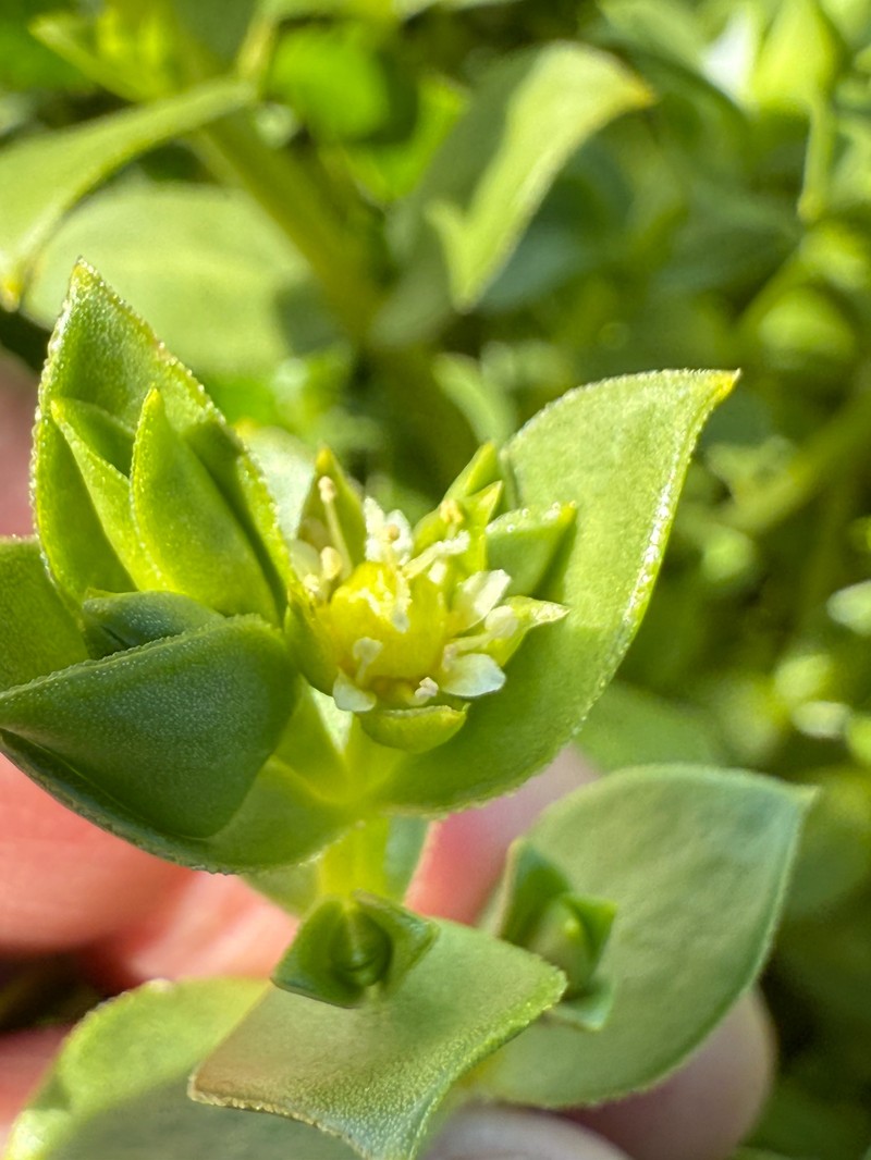 Honckenya peploides subsp. robusta photo 2