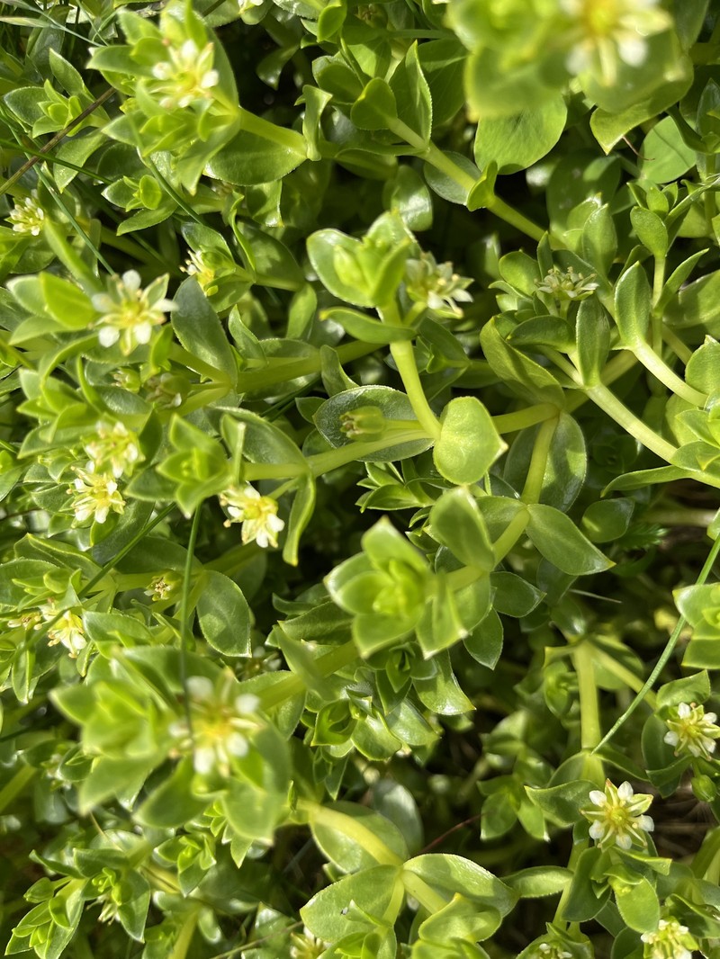 Honckenya peploides subsp. robusta photo 3