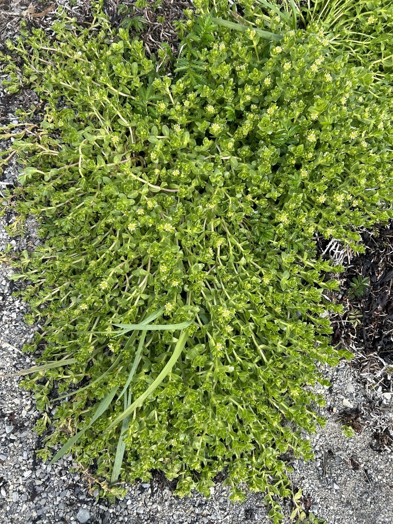 Honckenya peploides subsp. robusta photo 5