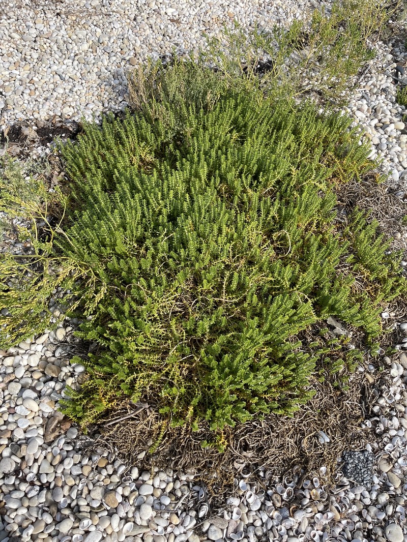 Honckenya peploides subsp. robusta photo 7