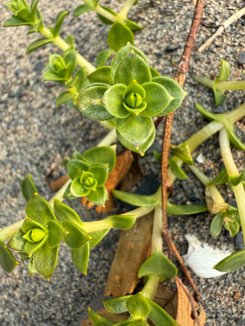 Honckenya peploides subsp. robusta photo 8