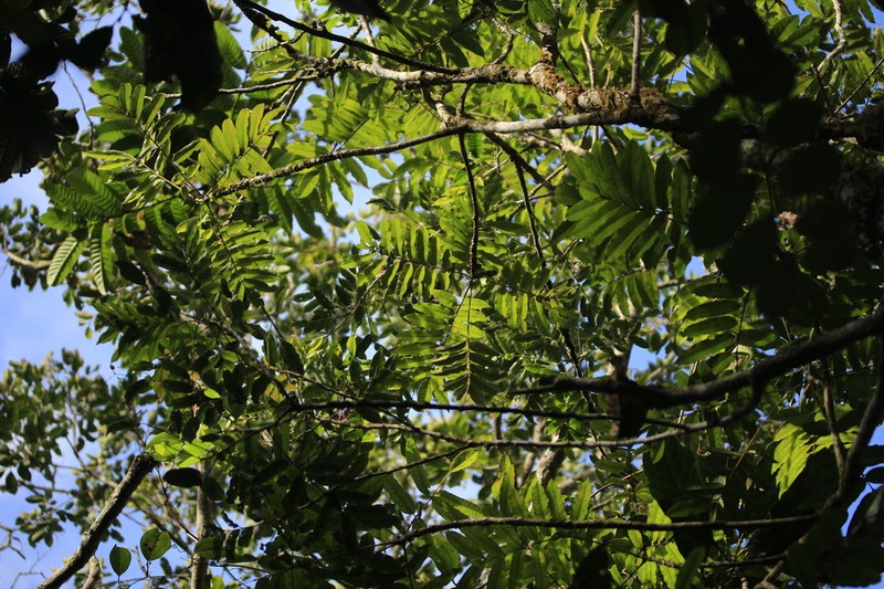 Hooglandia ignambiensis