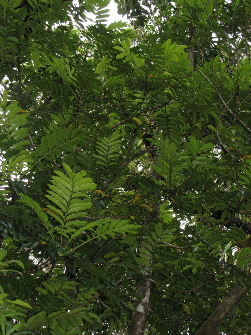 Hooglandia ignambiensis photo 2