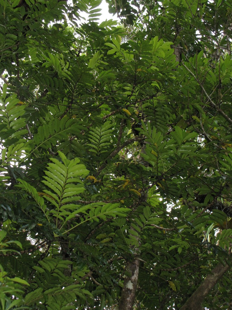 Hooglandia ignambiensis photo 3