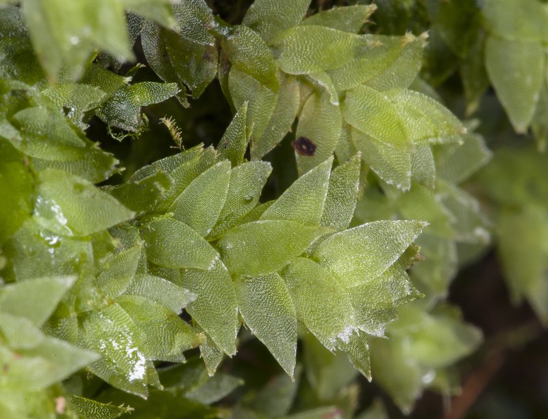 Sharpleaf Hookeria Moss