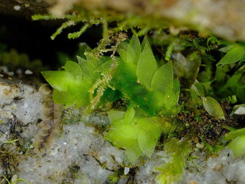 Sharpleaf Hookeria Moss