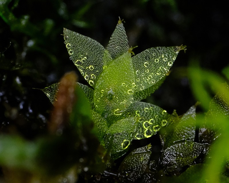 Sharpleaf Hookeria Moss photo 2