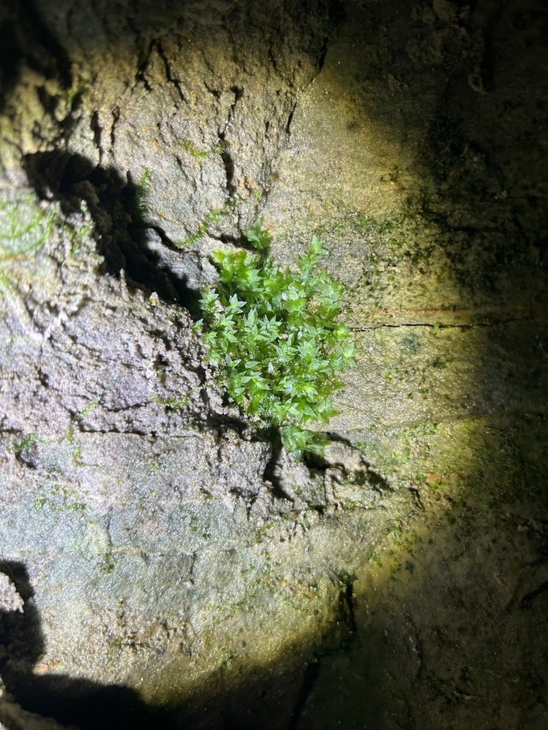 Sharpleaf Hookeria Moss photo 3