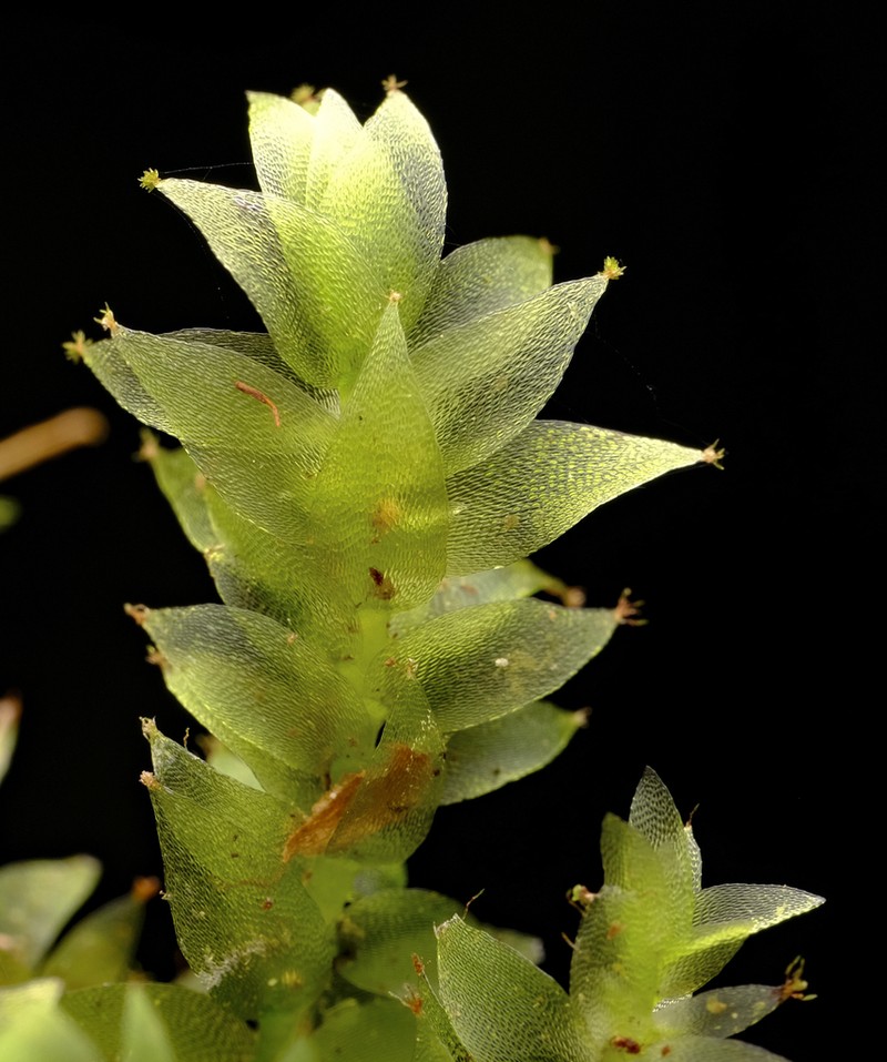 Sharpleaf Hookeria Moss photo 4