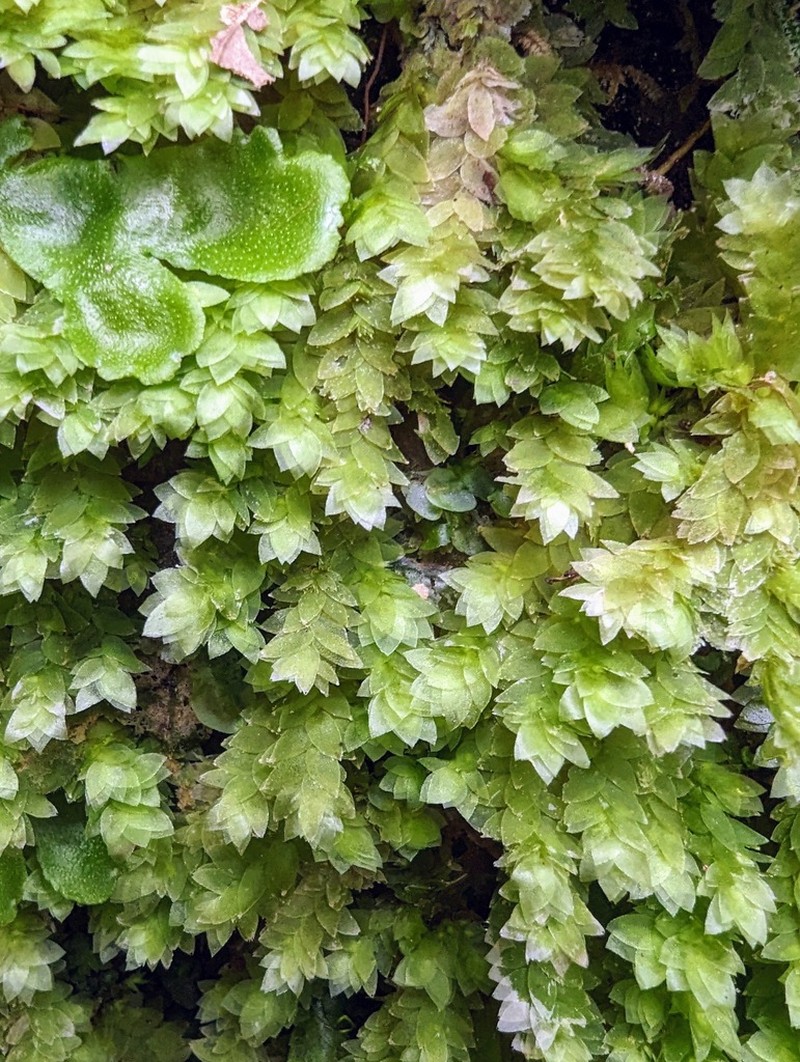 Sharpleaf Hookeria Moss photo 5