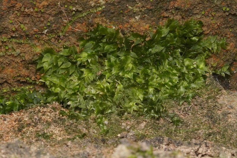 Sharpleaf Hookeria Moss photo 6