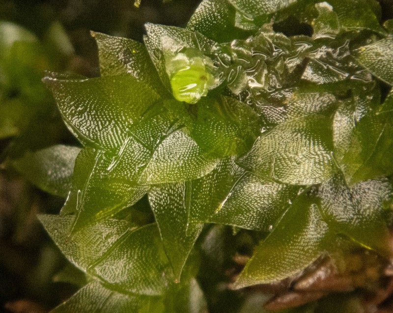 Sharpleaf Hookeria Moss photo 7