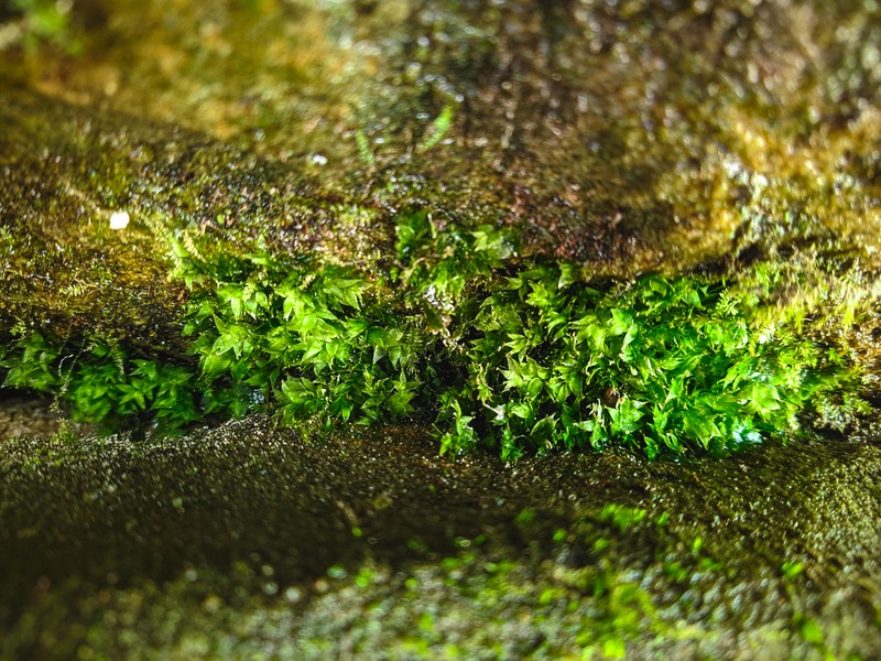 Sharpleaf Hookeria Moss photo 8