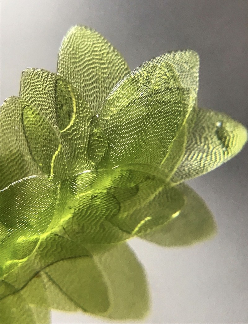 Hookeria Moss