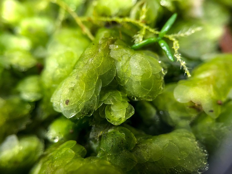 Hookeria Moss photo 2