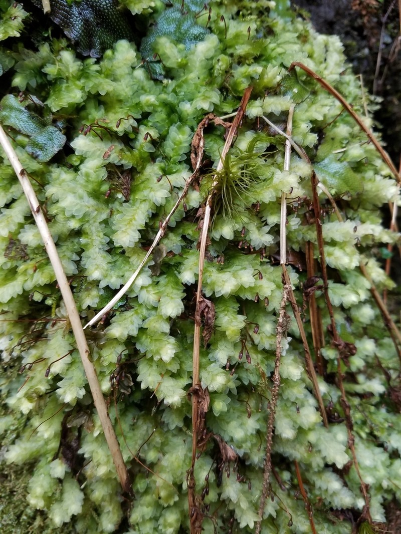 Hookeria Moss photo 3