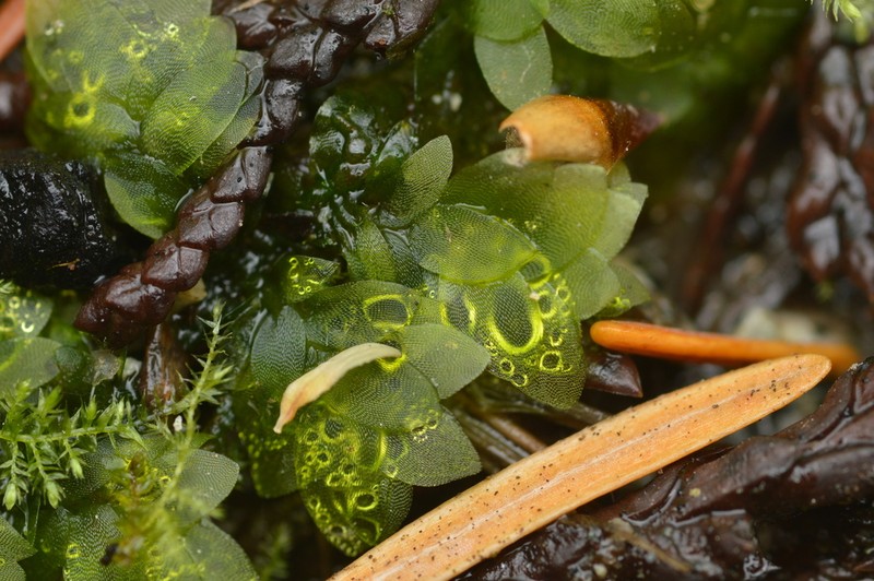 Hookeria Moss photo 4