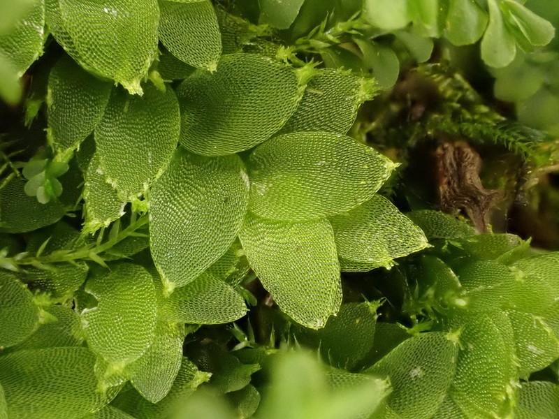 Hookeria Moss photo 5